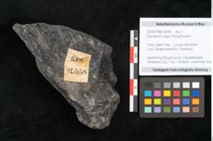 Foto (Objekt + Etikett) von Equisetum ungeri Ettingshausen (NHMW-GEO-2024-0188-10558)